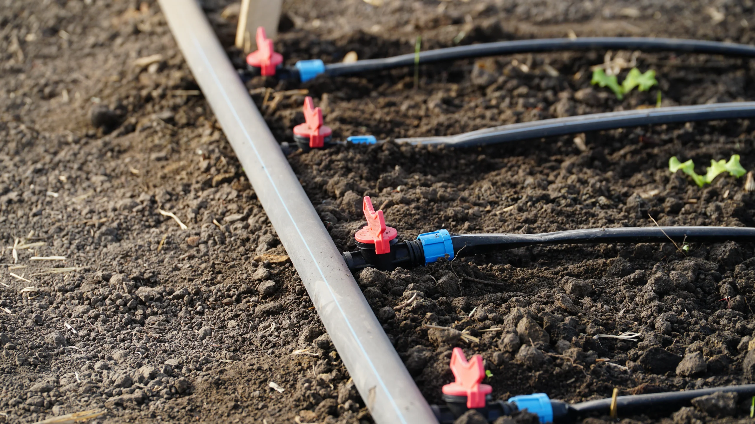 Drought-tolerant planting with drip irrigation on a commercial property