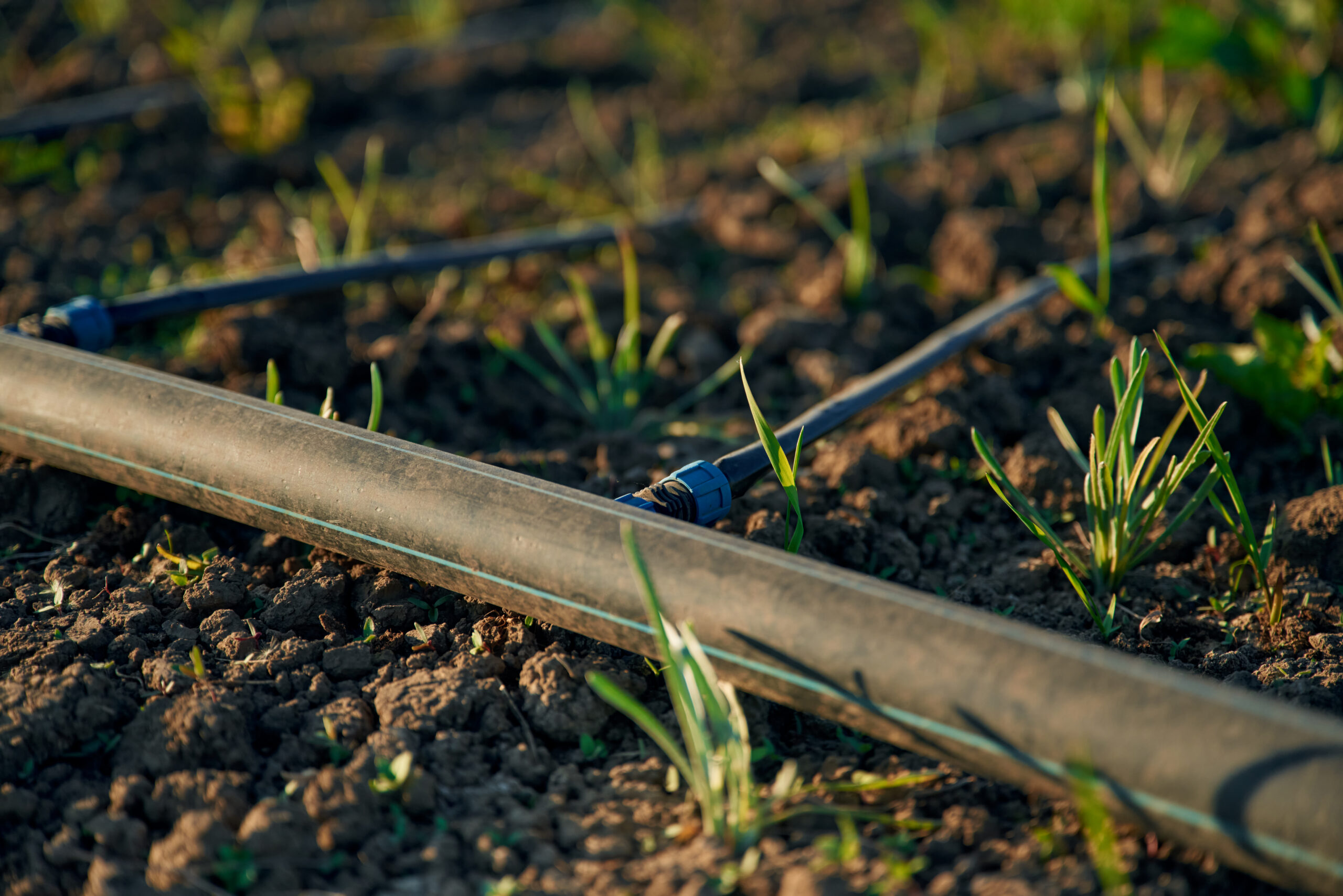 Drip irrigation tubing and emitters in a planting bed