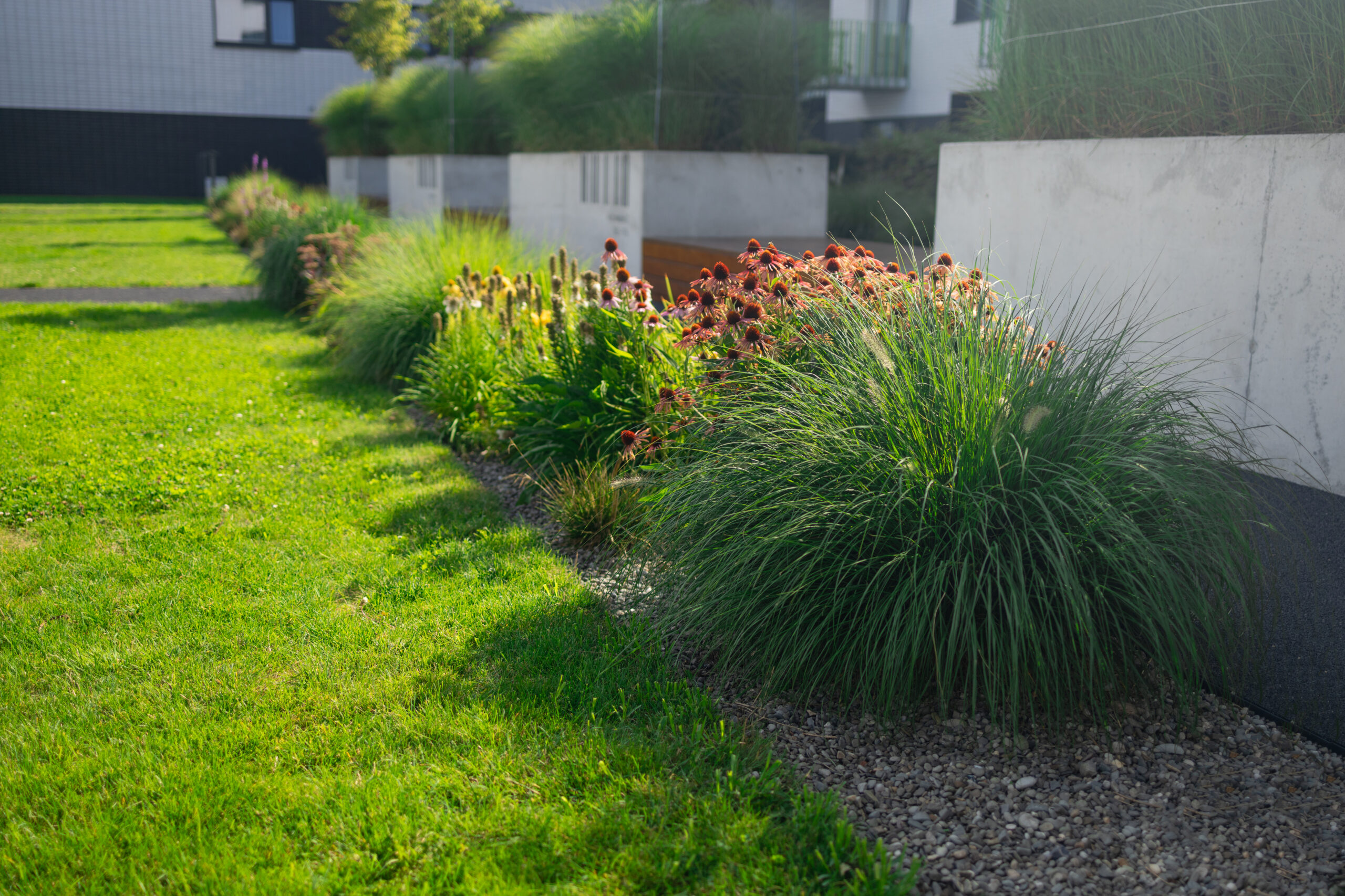 Drought-tolerant native planting at a commercial property